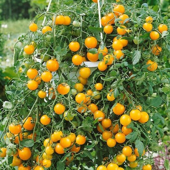 Balkona tomāti “Tumbling Tom Yellow”